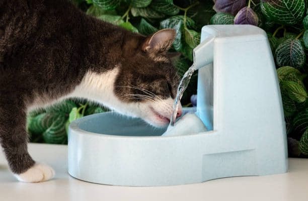 Conseils pour acheter une fontaine à eau pour chat